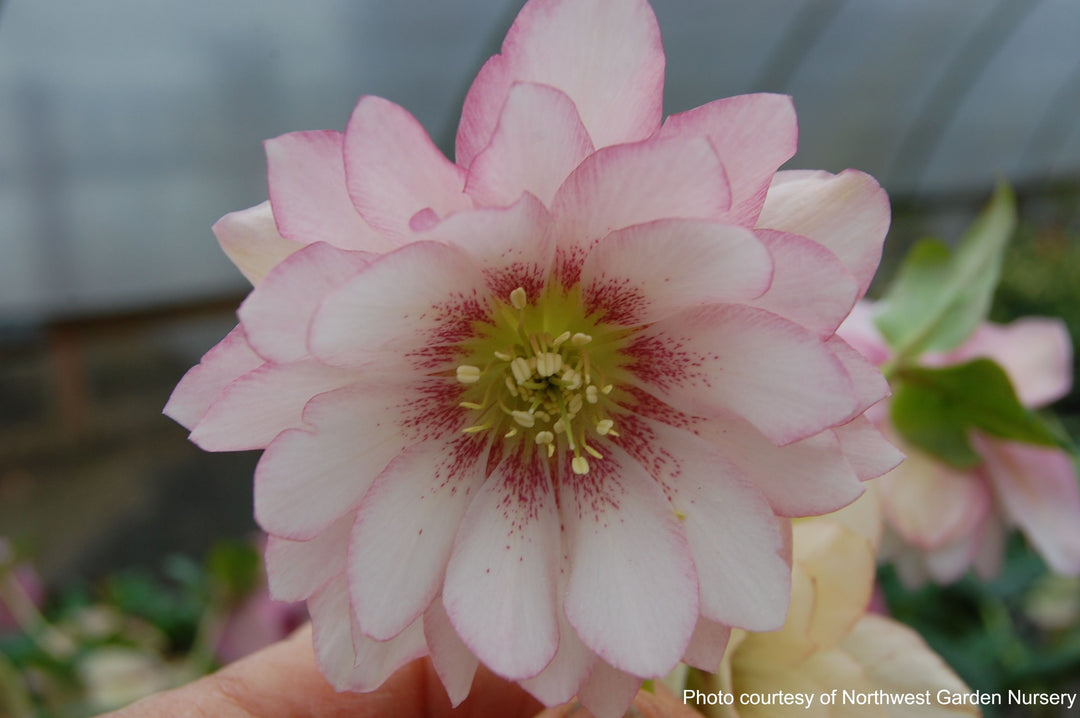 Helleborus x hybridus Winter Jewels® 'Cotton Candy' (Lenten Rose)