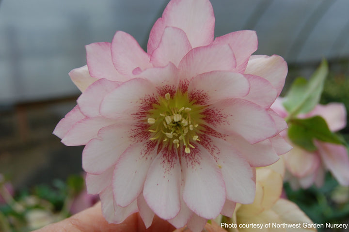 Helleborus x hybridus Winter Jewels® 'Cotton Candy' (Lenten Rose)