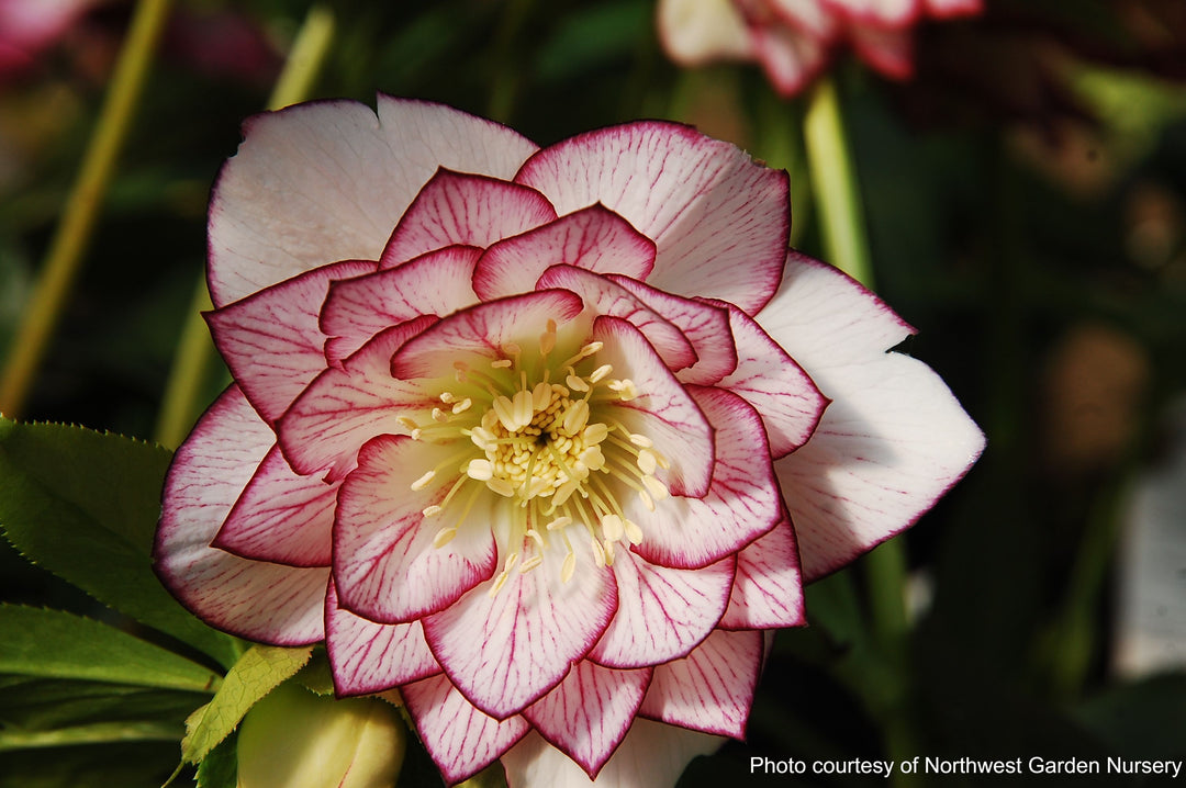 Helleborus x hybridus Winter Jewels® 'Fire and Ice' (Lenten Rose)