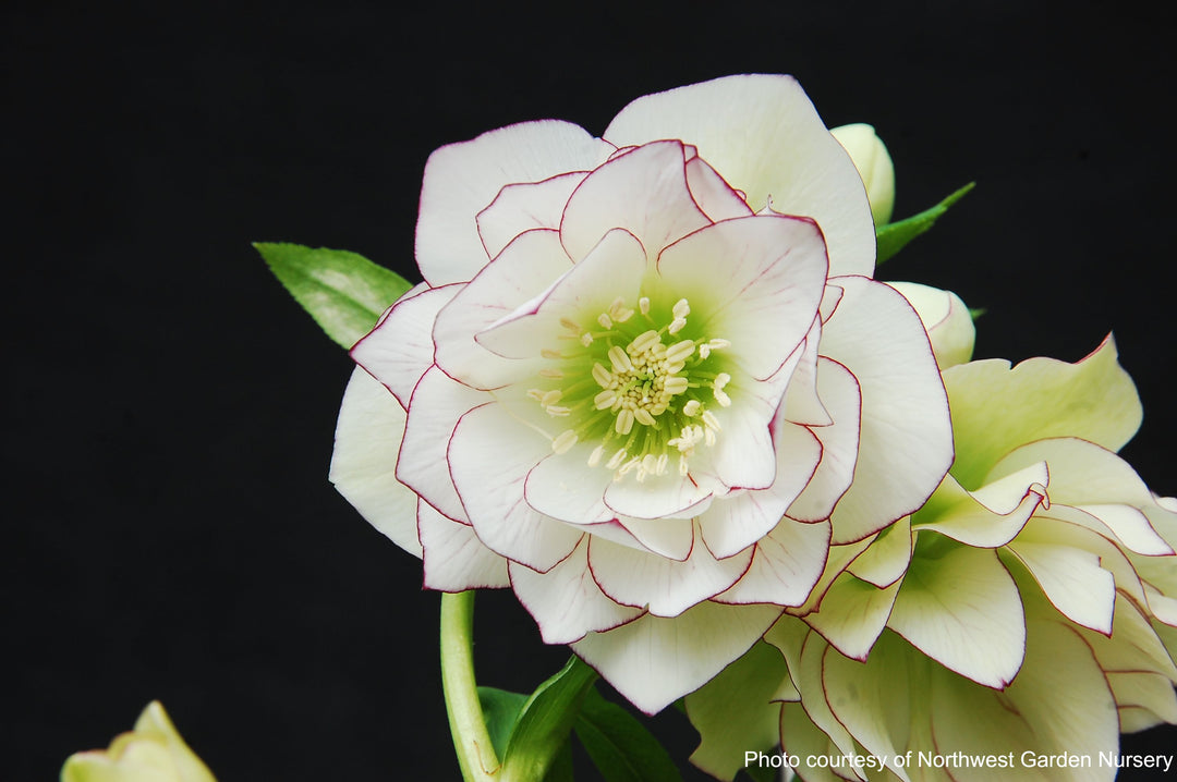 Helleborus x hybridus Winter Jewels® 'Fire and Ice' (Lenten Rose)