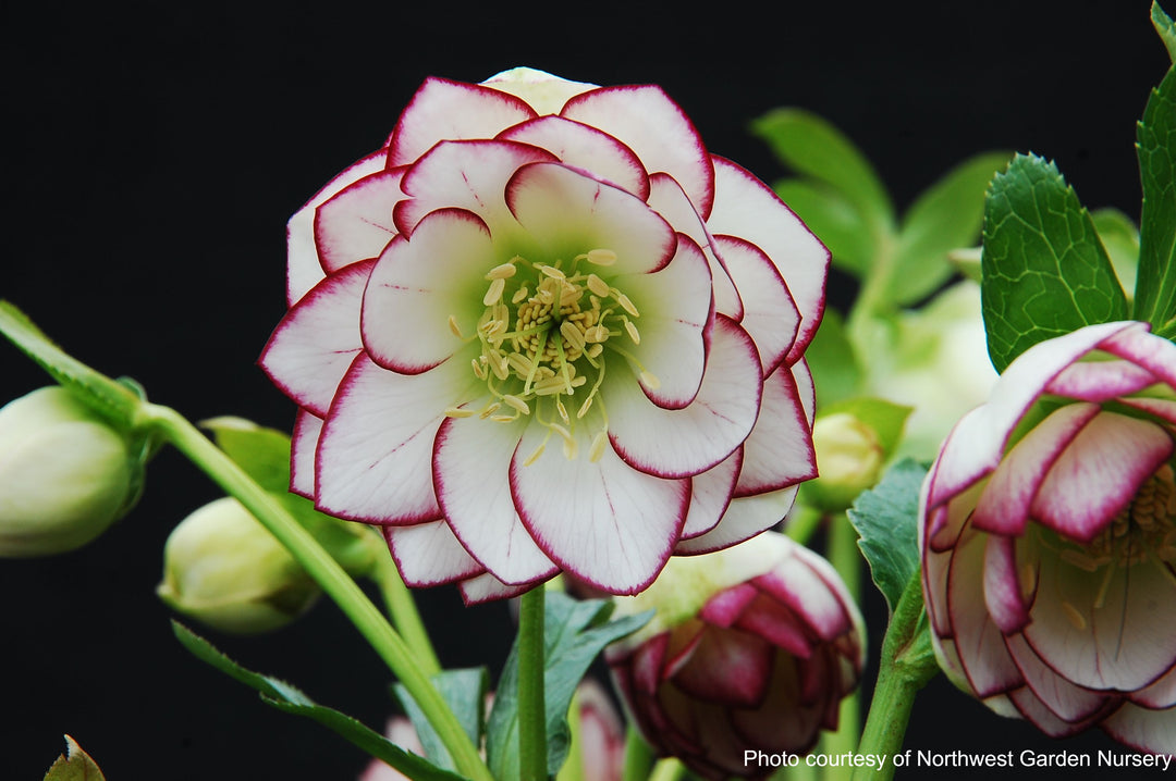 Helleborus x hybridus Winter Jewels® 'Fire and Ice' (Lenten Rose)