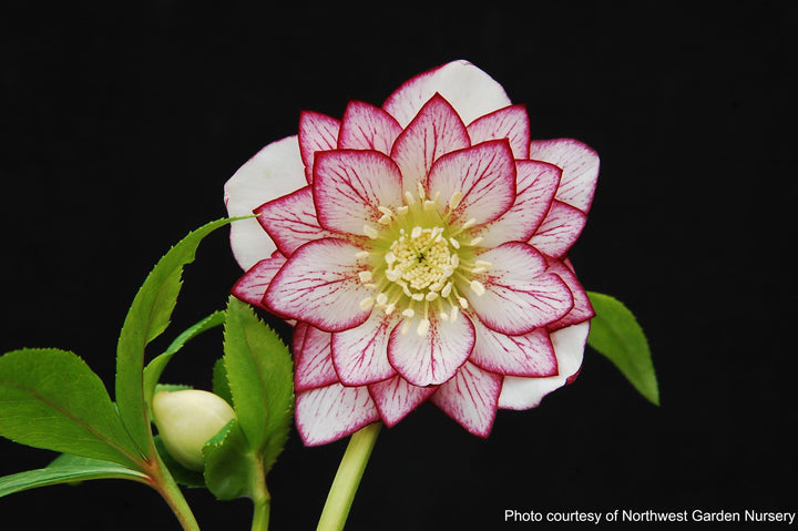 Helleborus x hybridus Winter Jewels® 'Fire and Ice' (Lenten Rose)