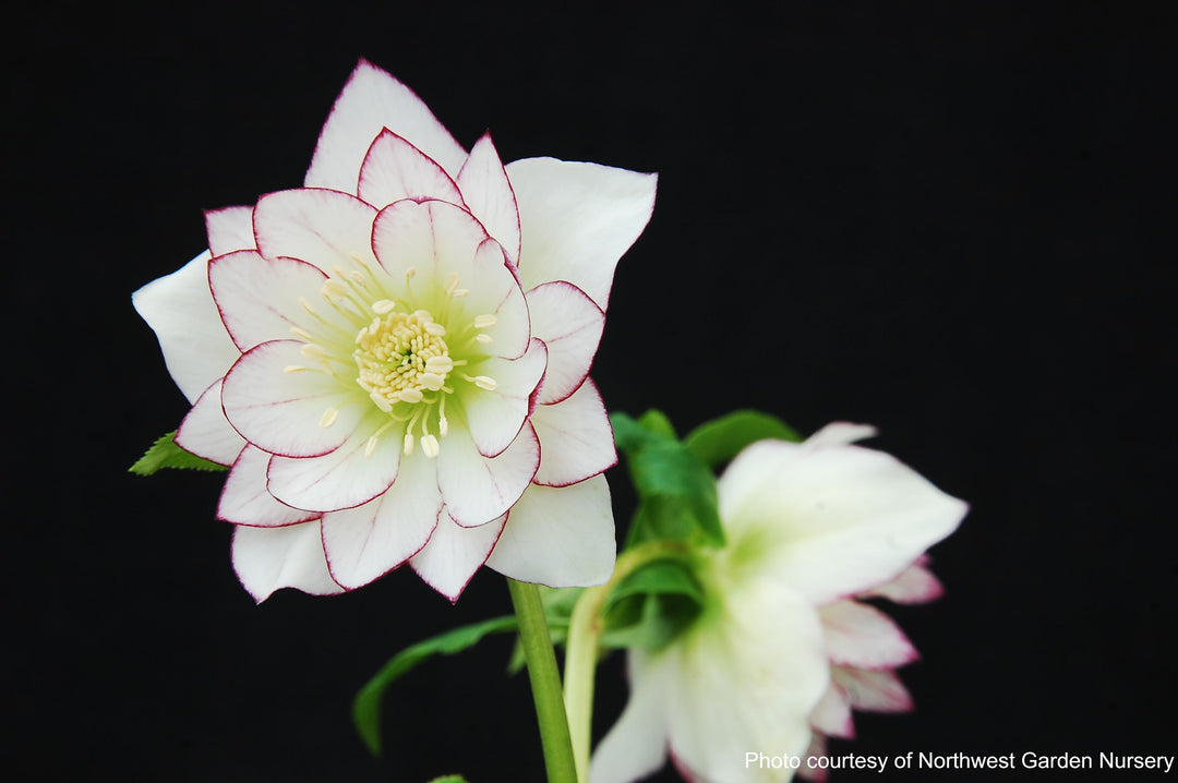 Helleborus x hybridus Winter Jewels® 'Fire and Ice' (Lenten Rose)