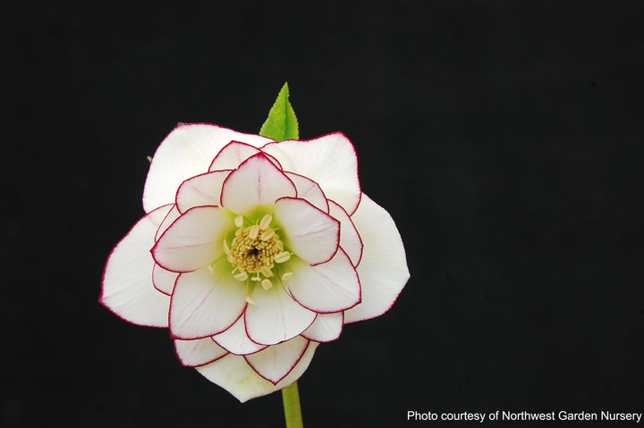 Helleborus x hybridus Winter Jewels® 'Fire and Ice' (Lenten Rose)