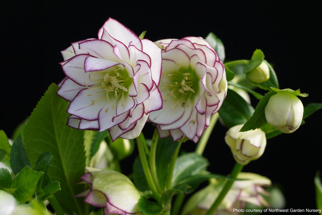 Helleborus x hybridus Winter Jewels® 'Fire and Ice' (Lenten Rose)
