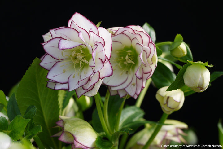 Helleborus x hybridus Winter Jewels® 'Fire and Ice' (Lenten Rose)