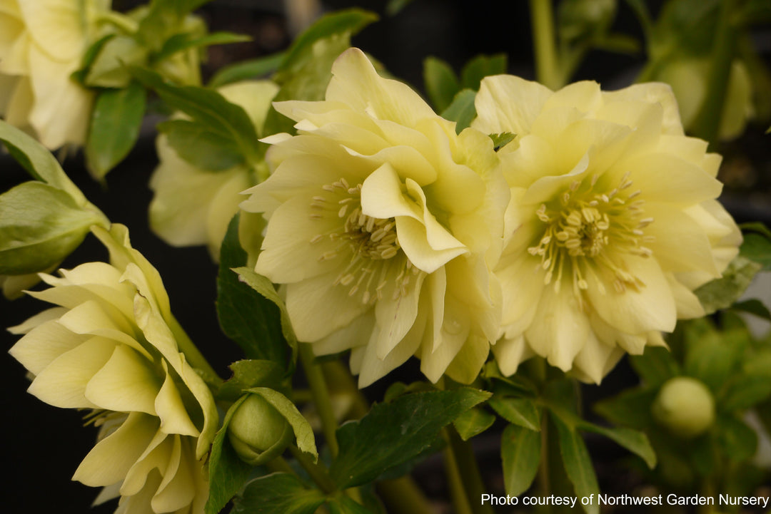 Helleborus x hybridus Winter Jewels® 'Golden Lotus' (Lenten Rose)