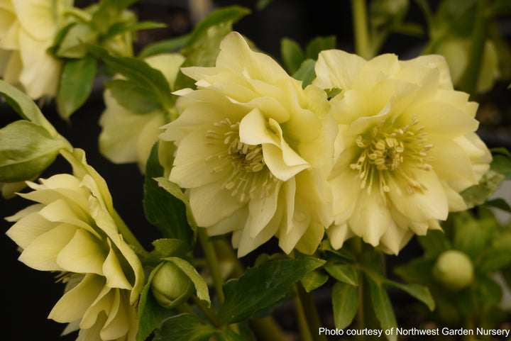 Helleborus x hybridus Winter Jewels® 'Golden Lotus' (Lenten Rose)