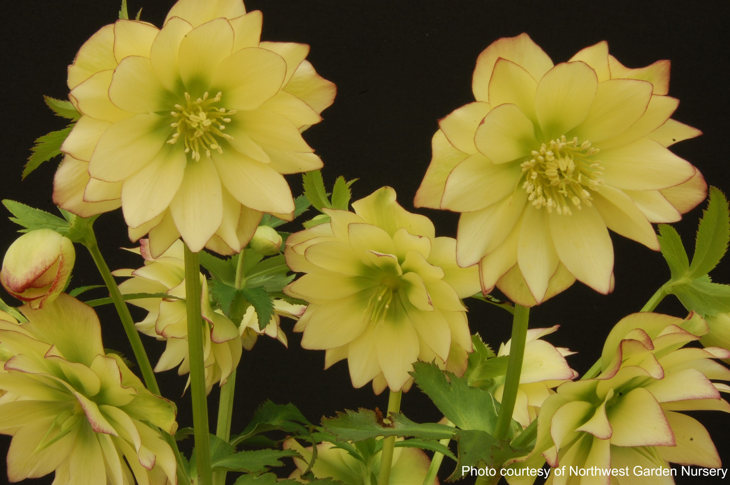 Helleborus x hybridus Winter Jewels® 'Golden Lotus' (Lenten Rose
