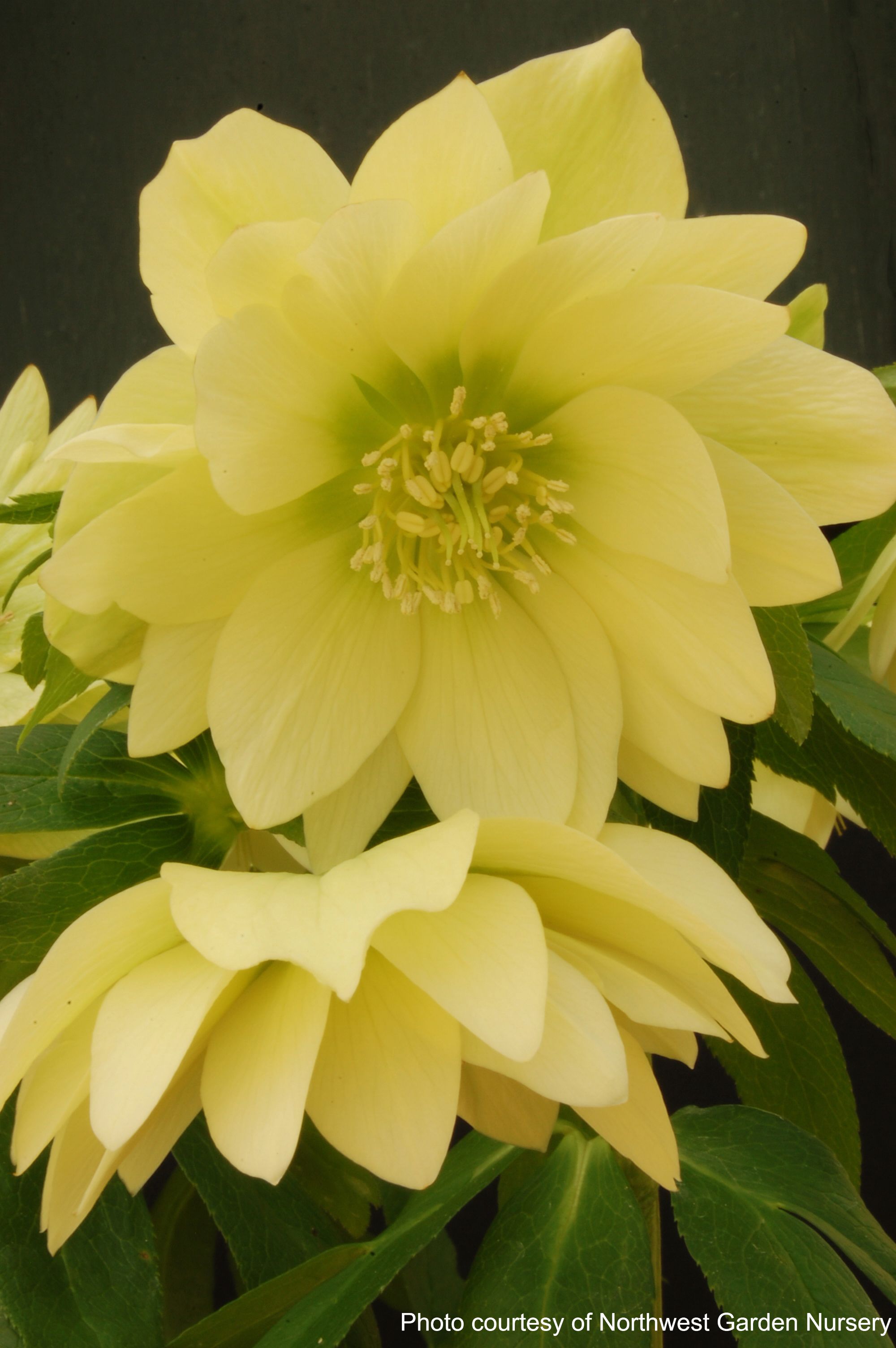 Helleborus x hybridus Winter Jewels® 'Golden Lotus' (Lenten Rose