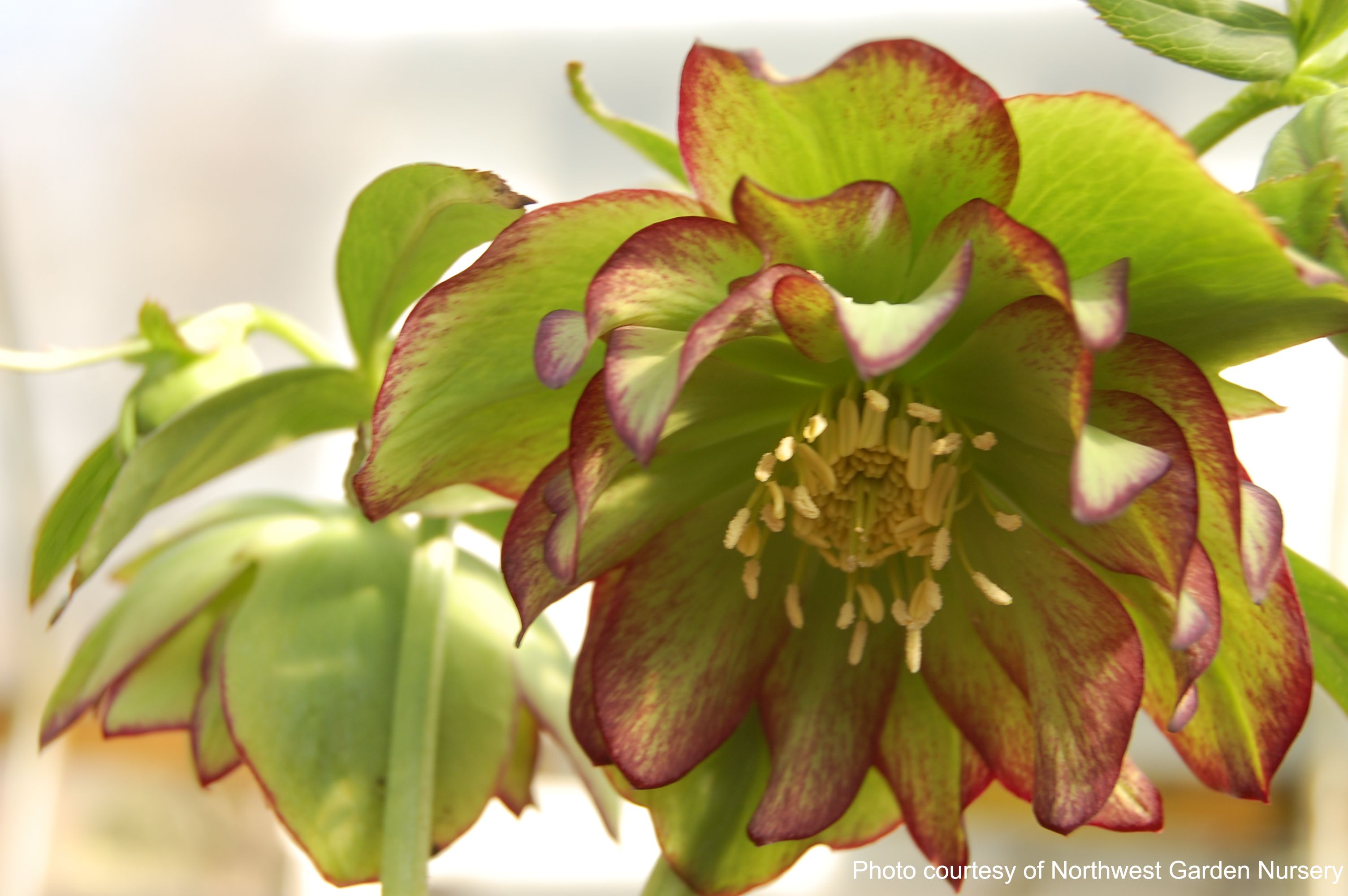Helleborus x hybridus Winter Jewels® 'Golden Lotus' (Lenten Rose