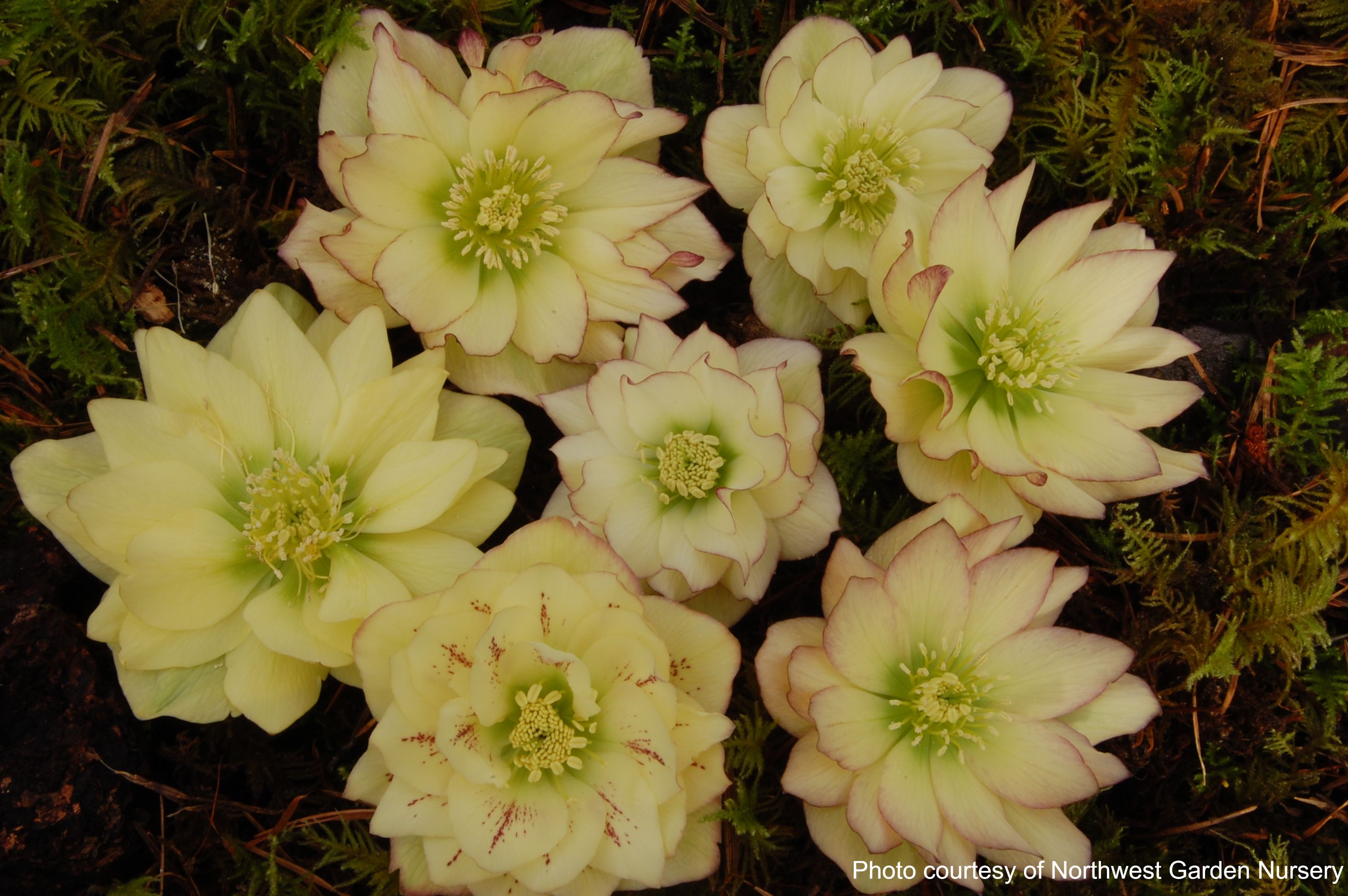 Helleborus x hybridus Winter Jewels® 'Golden Lotus' (Lenten Rose