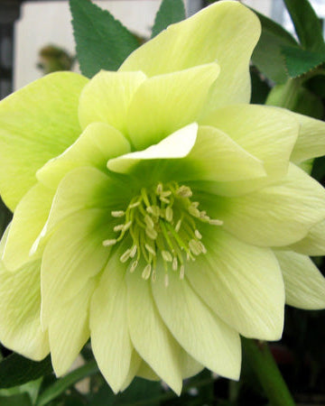 Helleborus x hybridus Winter Jewels® 'Golden Lotus' (Lenten Rose)