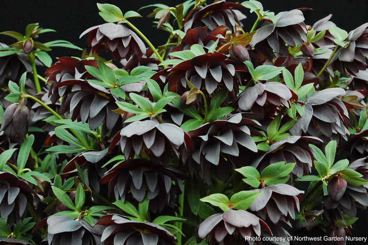 Helleborus x hybridus Winter Jewels® 'Onyx Odyssey' (Lenten Rose)