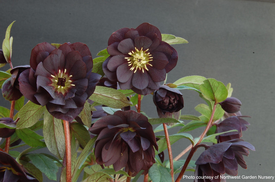 Helleborus x hybridus Winter Jewels® 'Onyx Odyssey' (Lenten Rose)