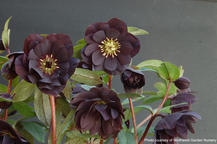 Helleborus x hybridus Winter Jewels® 'Onyx Odyssey' (Lenten Rose)