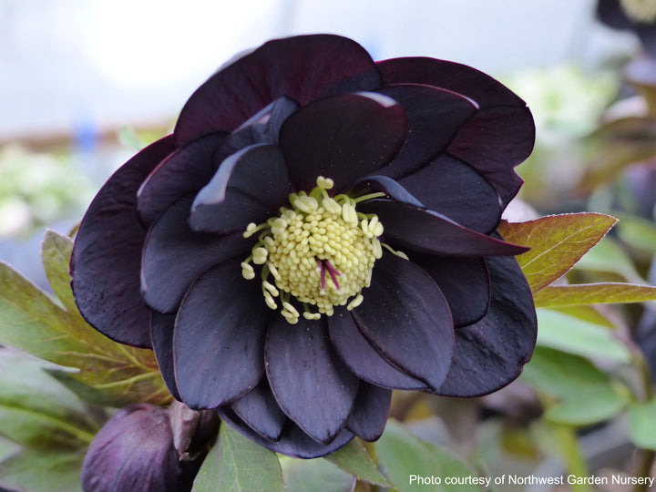 Helleborus x hybridus Winter Jewels® 'Onyx Odyssey' (Lenten Rose)