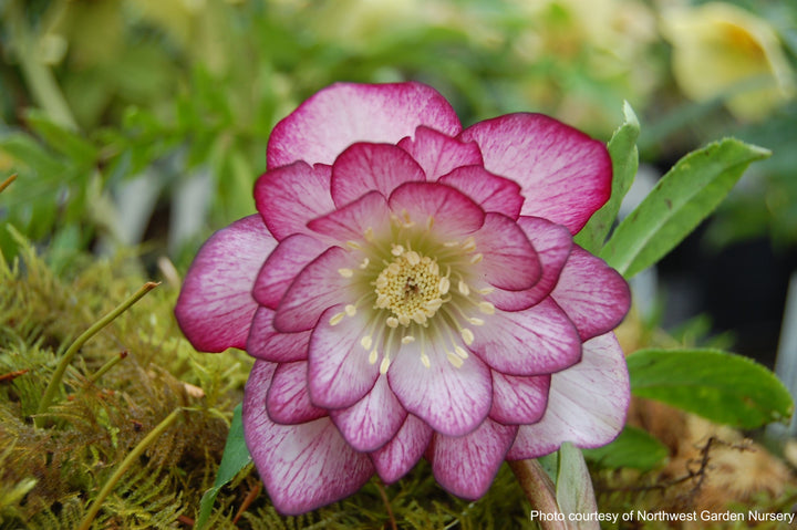 Helleborus x hybridus Winter Jewels® 'Peppermint Ice' (Lenten Rose)