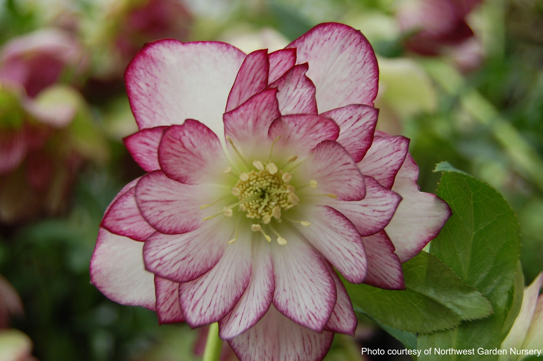 Helleborus x hybridus Winter Jewels® 'Peppermint Ice' (Lenten Rose)