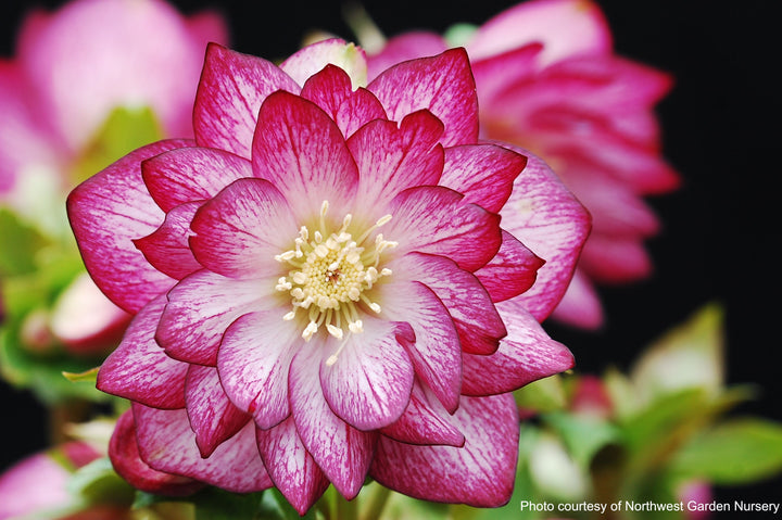 Helleborus x hybridus Winter Jewels® 'Peppermint Ice' (Lenten Rose)