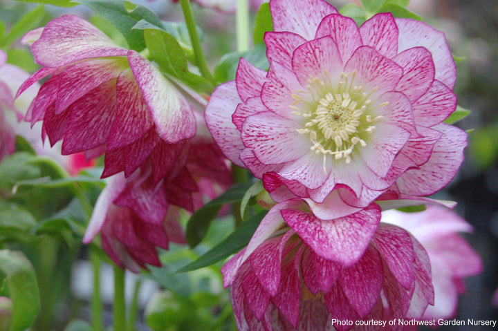 Helleborus x hybridus Winter Jewels® 'Peppermint Ice' (Lenten Rose)