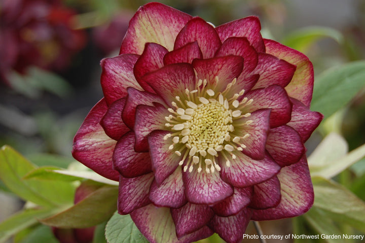 Helleborus x hybridus Winter Jewels® 'Peppermint Ice' (Lenten Rose)