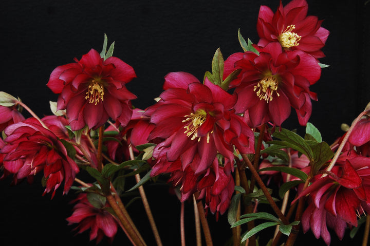 Helleborus x hybridus Winter Jewels® 'Red Sapphire' (Lenten Rose)