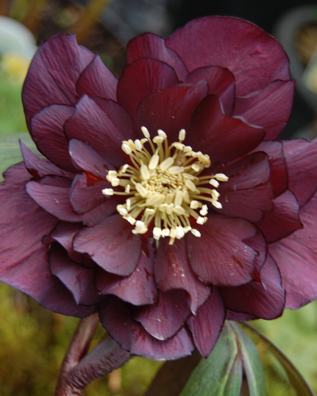 Helleborus x hybridus Winter Jewels® 'Red Sapphire' (Lenten Rose)
