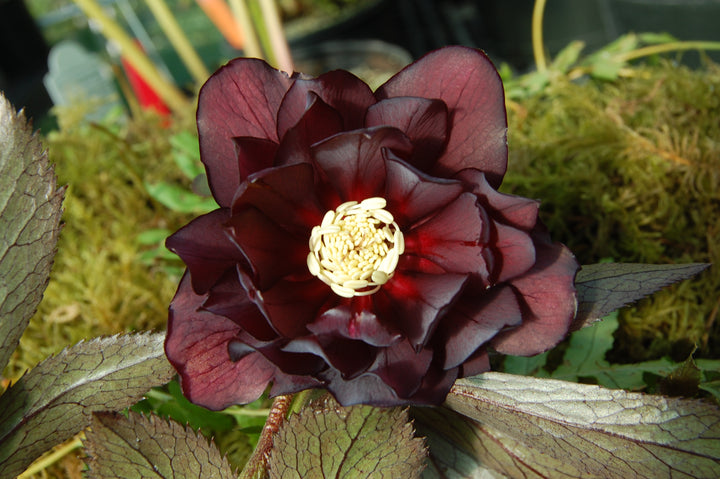Helleborus x hybridus Winter Jewels® 'Red Sapphire' (Lenten Rose)