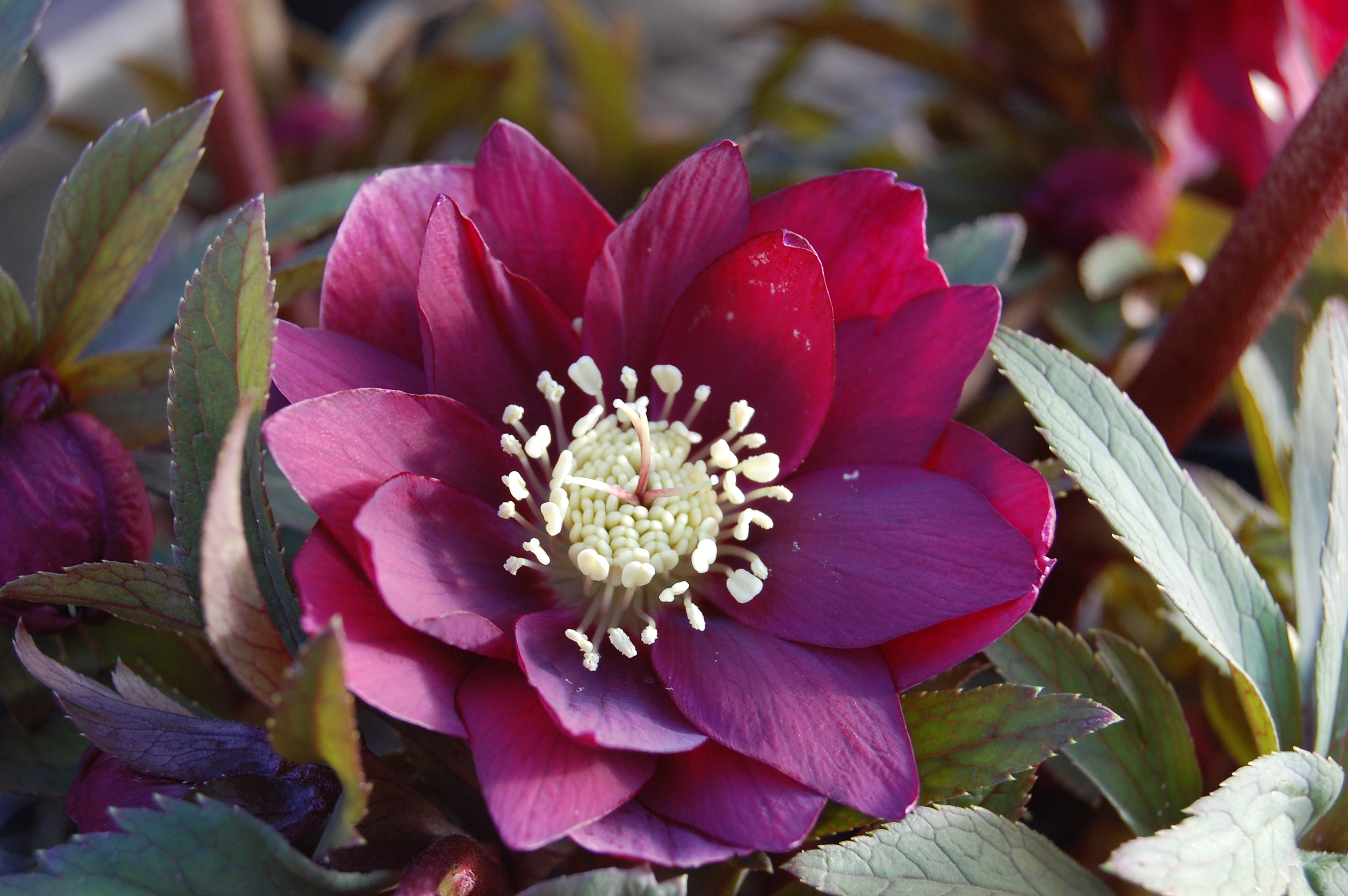 Helleborus x hybridus Winter Jewels® 'Red Sapphire' (Lenten Rose