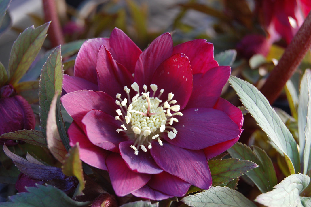 Helleborus x hybridus Winter Jewels® 'Red Sapphire' (Lenten Rose)