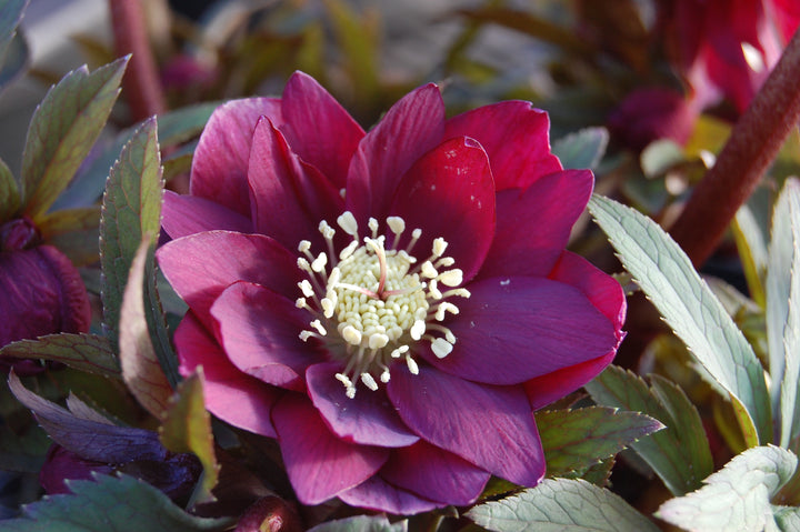 Helleborus x hybridus Winter Jewels® 'Red Sapphire' (Lenten Rose)