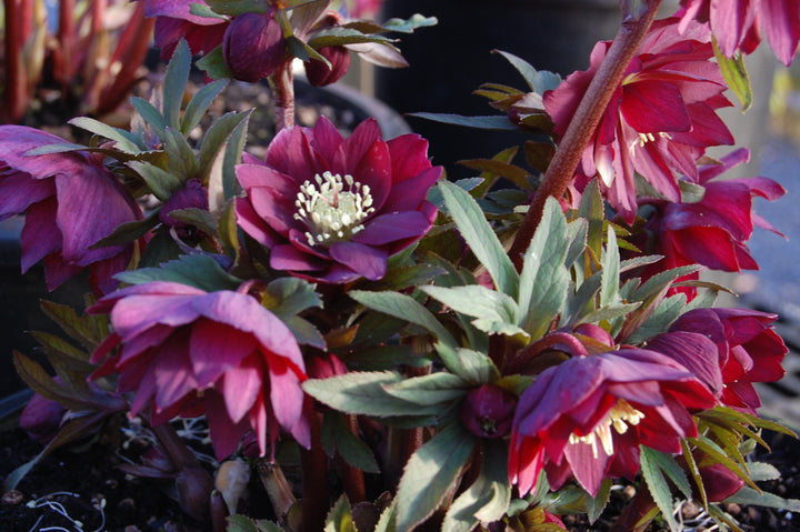 Helleborus x hybridus Winter Jewels® 'Red Sapphire' (Lenten Rose)