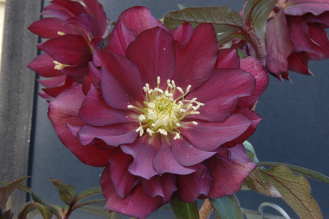 Helleborus x hybridus Winter Jewels® 'Red Sapphire' (Lenten Rose)