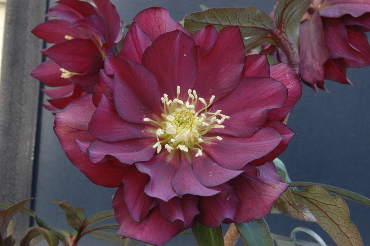 Helleborus x hybridus Winter Jewels® 'Red Sapphire' (Lenten Rose)