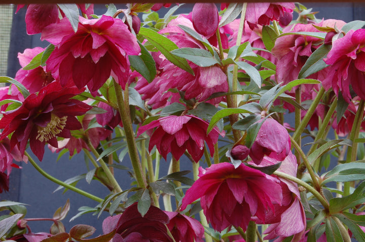 Helleborus x hybridus Winter Jewels® 'Red Sapphire' (Lenten Rose)