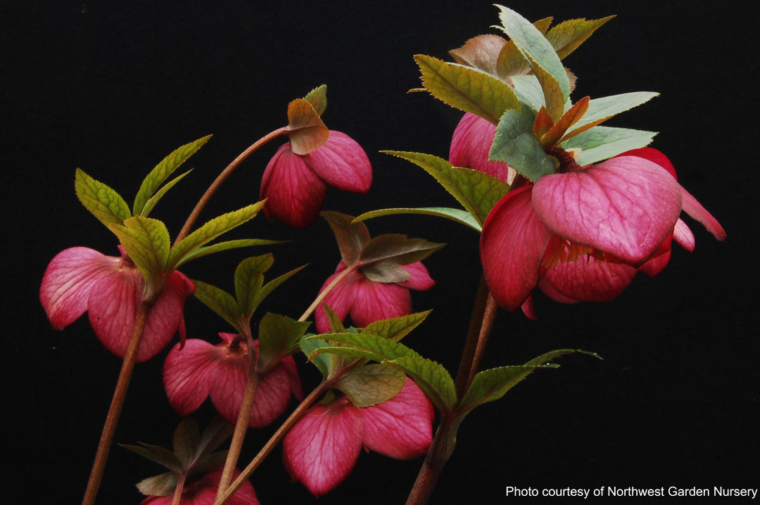 Helleborus x hybridus Winter Jewels® 'Ruby Wine' (Lenten Rose)