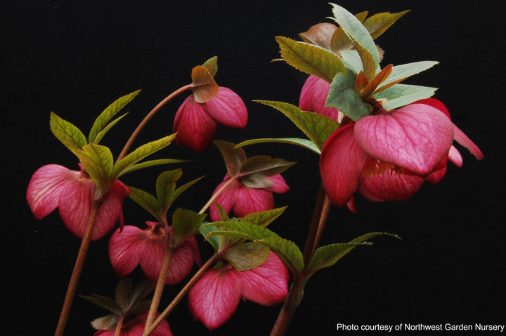 Helleborus x hybridus Winter Jewels® 'Ruby Wine' (Lenten Rose)