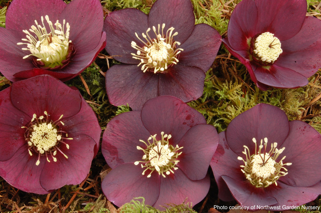 Helleborus x hybridus Winter Jewels® 'Ruby Wine' (Lenten Rose)