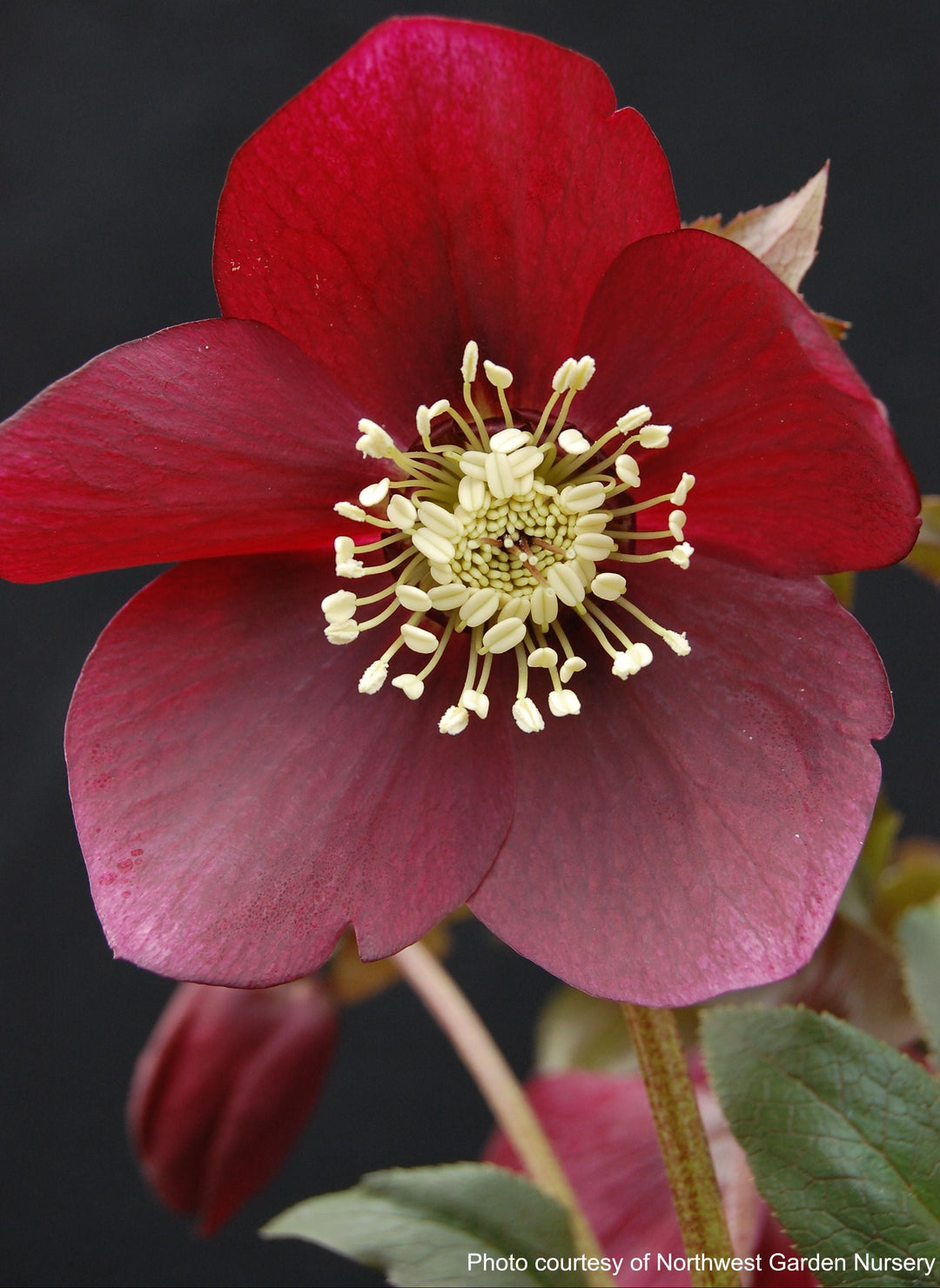 Helleborus x hybridus Winter Jewels® 'Ruby Wine' (Lenten Rose)