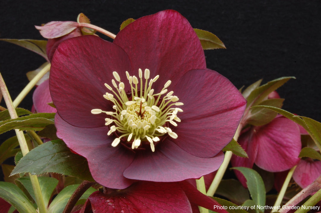 Helleborus x hybridus Winter Jewels® 'Ruby Wine' (Lenten Rose)