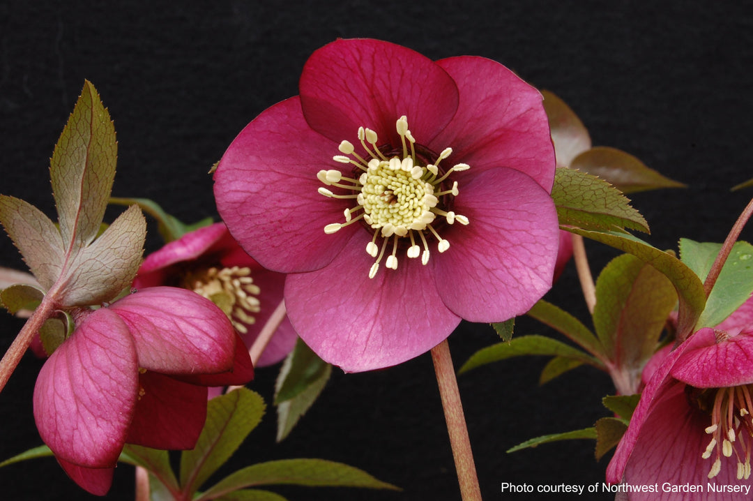 Helleborus x hybridus Winter Jewels® 'Ruby Wine' (Lenten Rose)