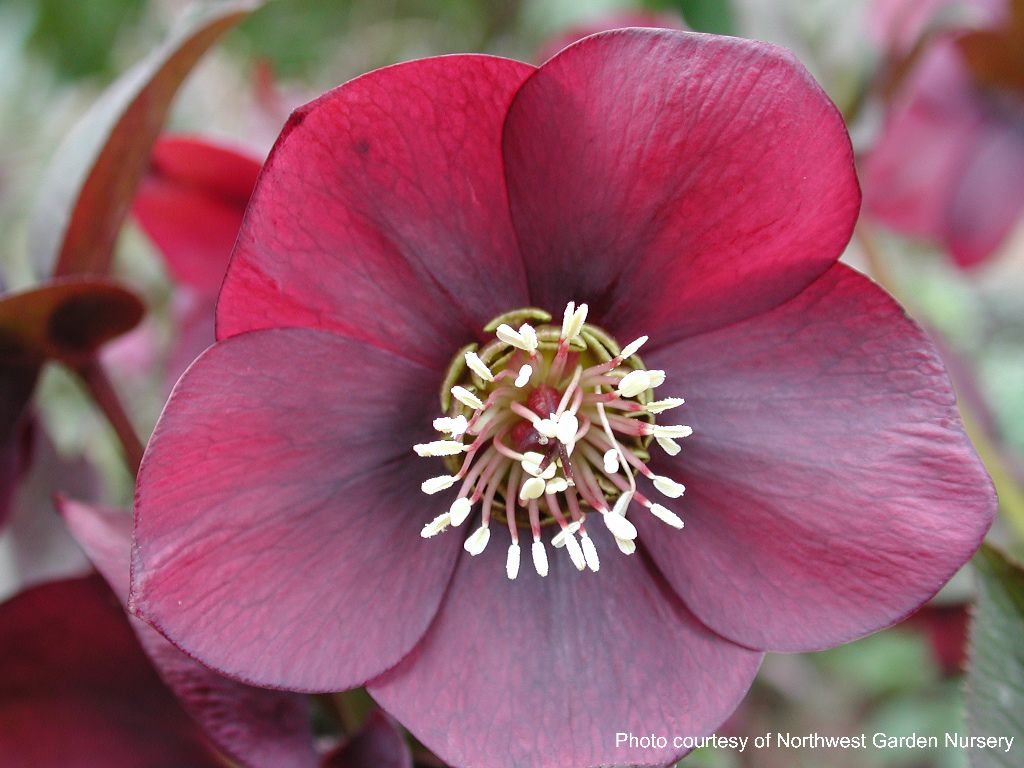 Helleborus x hybridus Winter Jewels® 'Ruby Wine' (Lenten Rose)