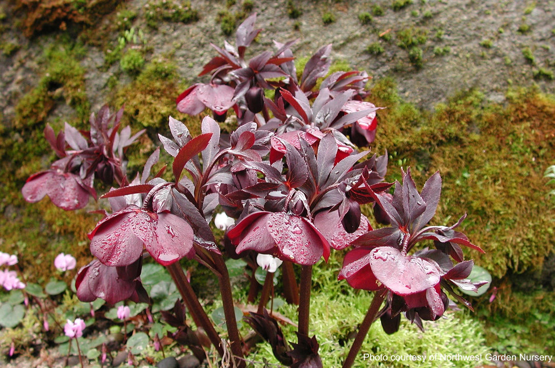 Helleborus x hybridus Winter Jewels® 'Ruby Wine' (Lenten Rose)