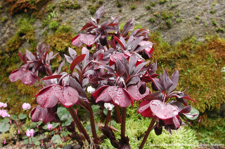 Helleborus x hybridus Winter Jewels® 'Ruby Wine' (Lenten Rose)