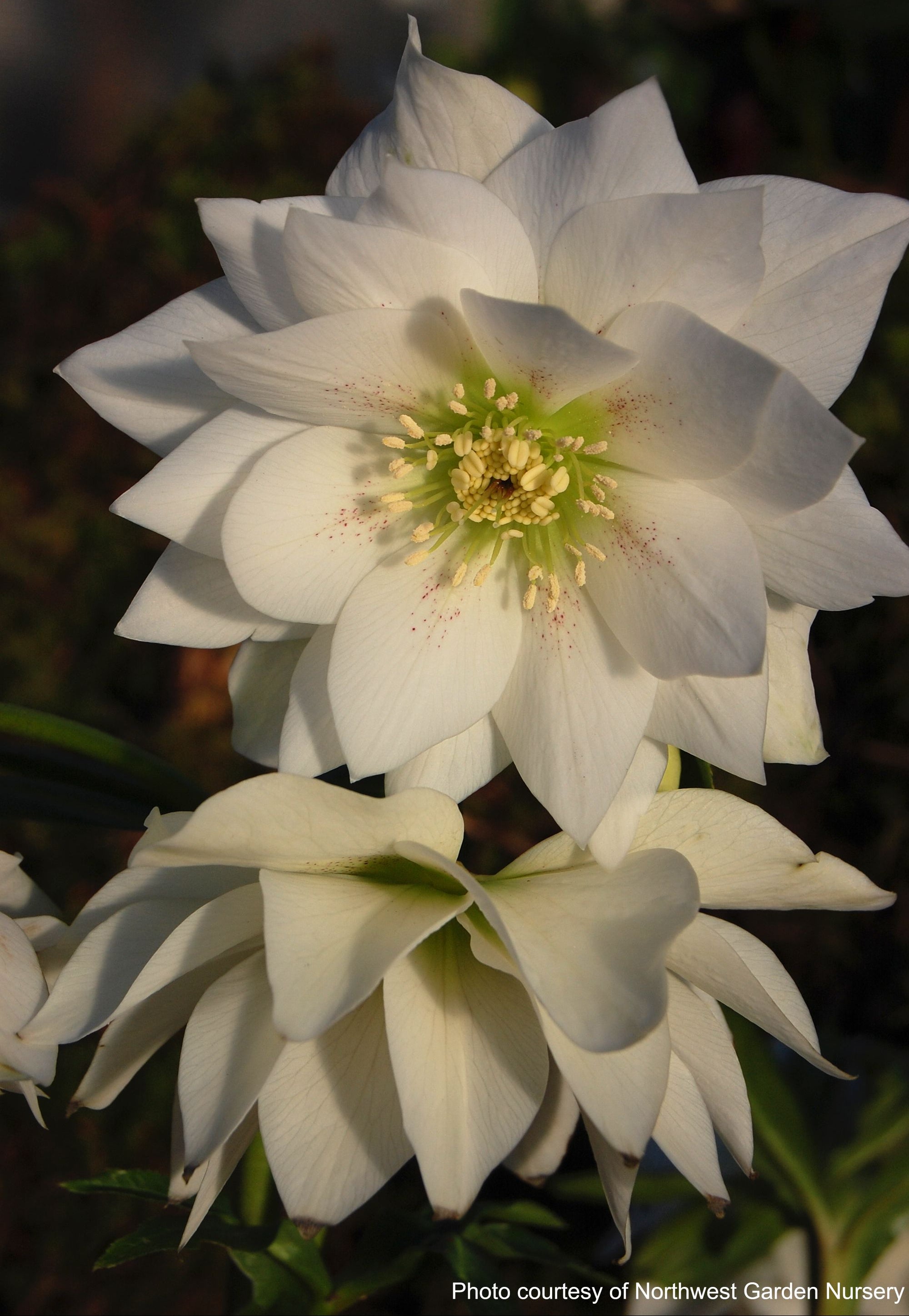 Winter Jewels Helleborus x hybridus Lenten Rose - Thumbnail 5