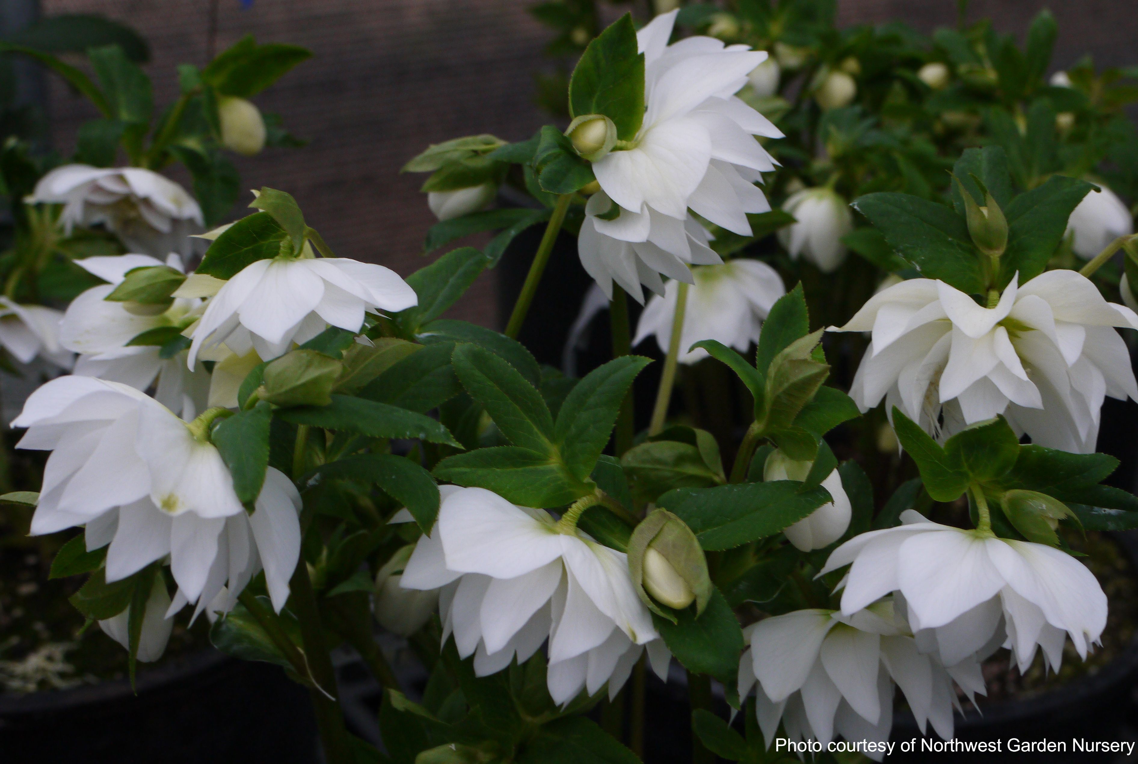 Winter Jewels Helleborus x hybridus Lenten Rose - Thumbnail 4