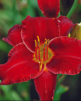 Hemerocallis 'Chicago Apache' (Daylily)