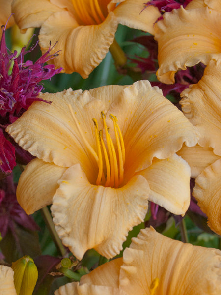 Perennial Farm Marketplace Hemerocallis Joan Senior Daylily