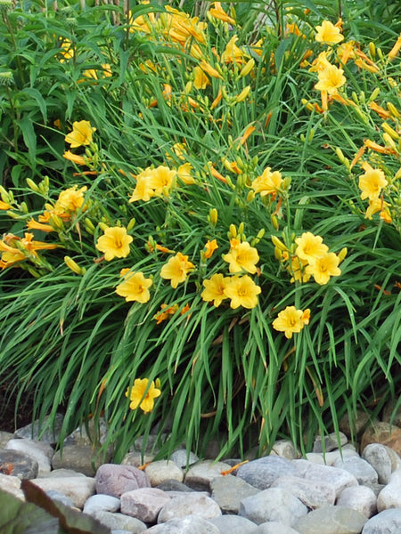 Hemerocallis 'Stella de Oro' (Daylily) – Perennial Farm Marketplace
